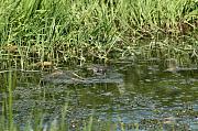 Pelophylax ridibundus