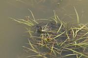 Pelophylax ridibundus