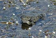 Pelophylax ridibundus