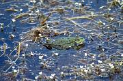 Pelophylax ridibundus