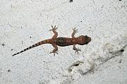 Hemidactylus turcicus