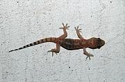 Hemidactylus turcicus