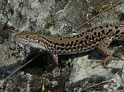 Podarcis tauricus