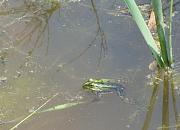 Pelophylax kl. esculentus