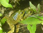 Pelophylax ridibundus