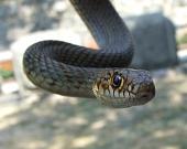 Dolichophis caspius