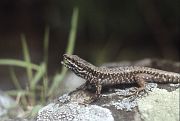 Podarcis muralis