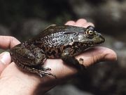 Pelophylax ridibundus