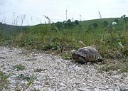 Testudo graeca