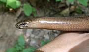 Anguis fragilis s.l.