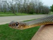 Dolichophis caspius