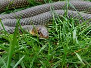 Dolichophis caspius