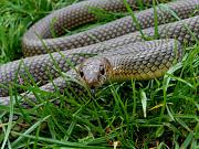 Dolichophis caspius