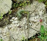 Lacerta viridis