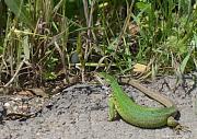 Lacerta viridis