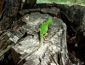 Lacerta viridis