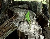 Lacerta viridis