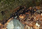 Salamandra salamandra