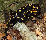 Salamandra salamandra