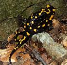 Salamandra salamandra