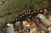 Salamandra salamandra