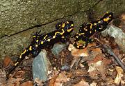 Salamandra salamandra