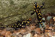 Salamandra salamandra