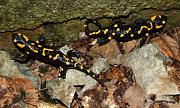 Salamandra salamandra