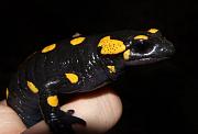 Salamandra salamandra