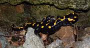 Salamandra salamandra