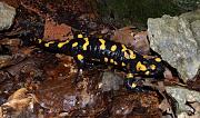 Salamandra salamandra