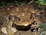 Bufo bufo