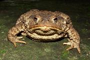 Bufo bufo