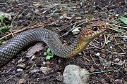 Dolichophis caspius