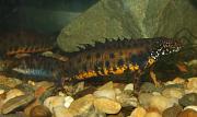 Triturus dobrogicus