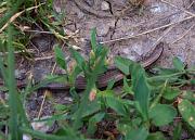 Ablepharus kitaibelii