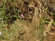 Chalcides ocellatus