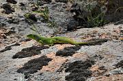 Lacerta trilineata