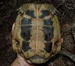 Testudo hermanni