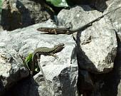 Podarcis muralis