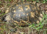 Testudo graeca