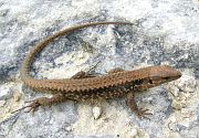 Podarcis muralis