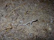 Mediodactylus kotschyi