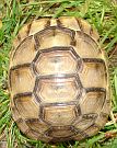 Testudo graeca