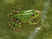 Pelophylax kurtmuelleri