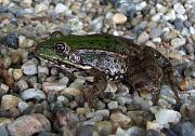 Pelophylax kurtmuelleri