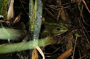 Pelophylax ridibundus