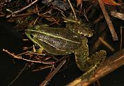 Pelophylax ridibundus