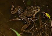 Pelophylax ridibundus