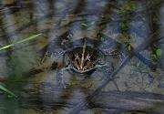 Pelophylax ridibundus